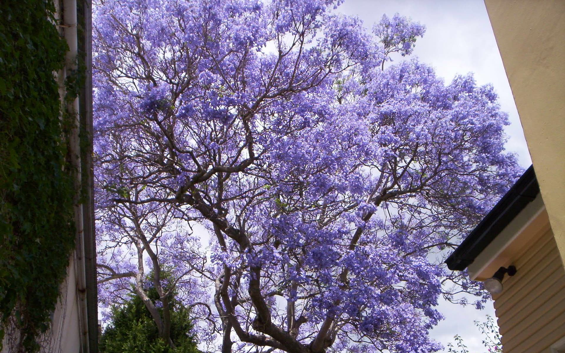 75 Redfern Street, Redfern NSW