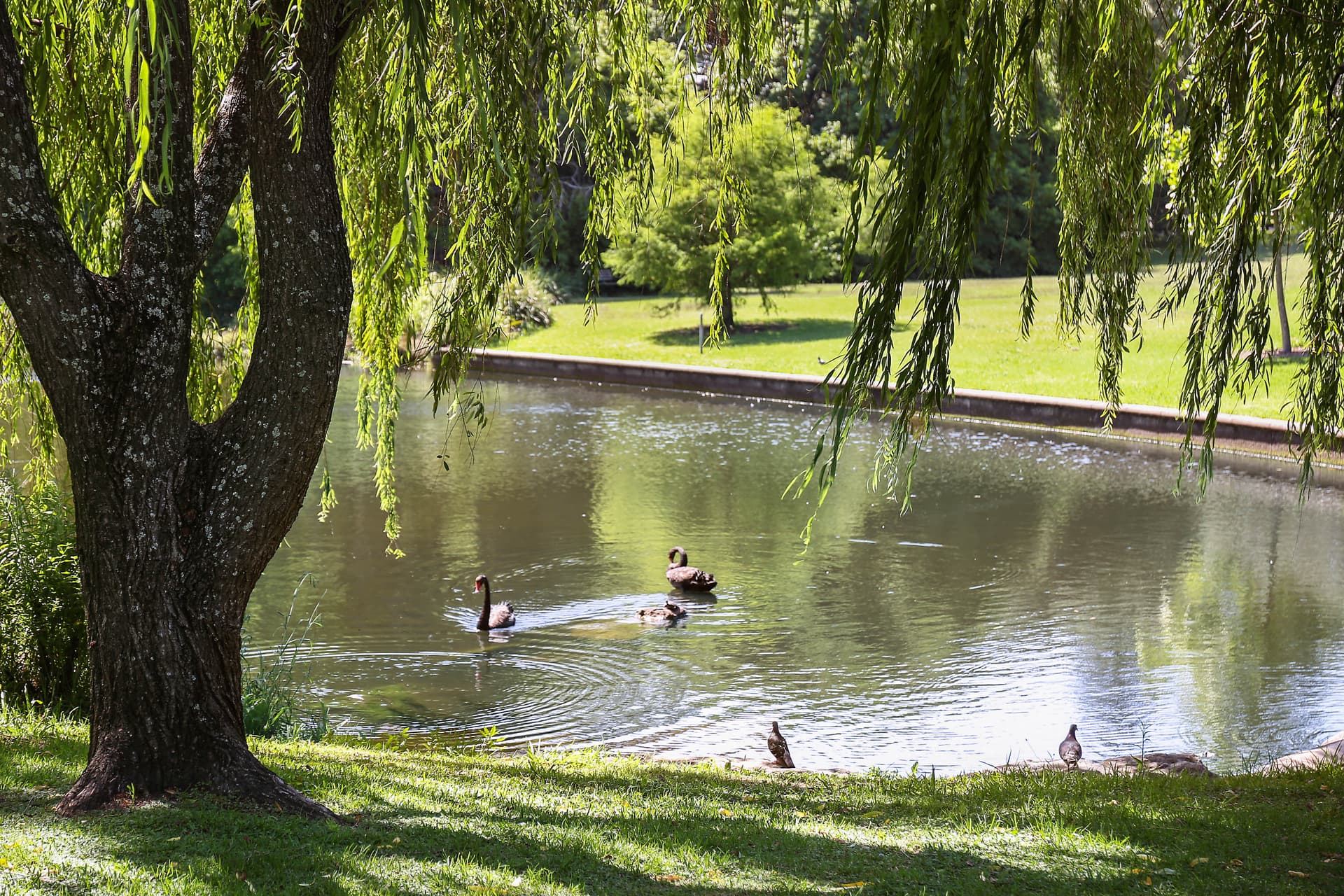 1/25 Pine Street, Randwick NSW