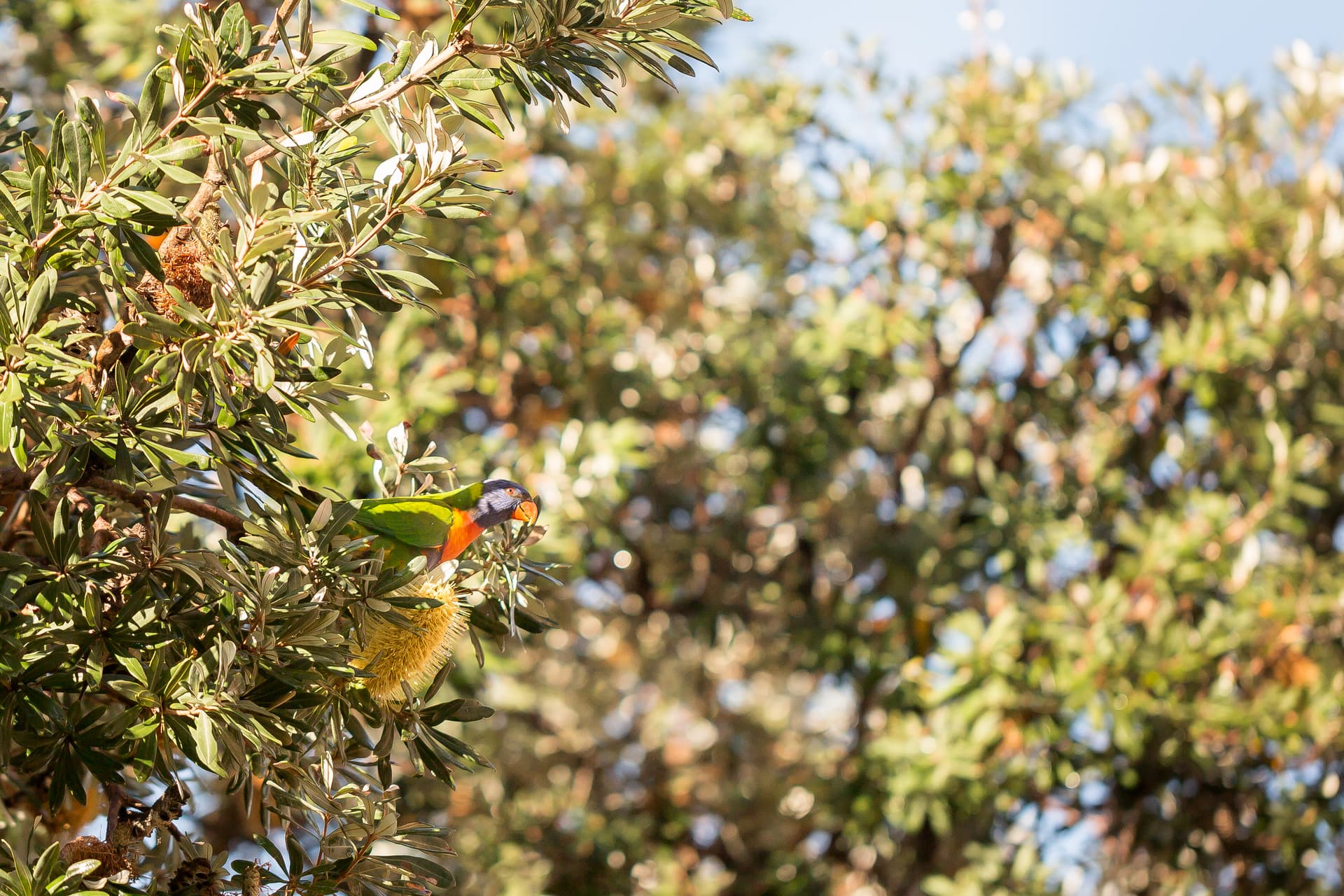 2/15 Birriga Road, Bellevue Hill NSW